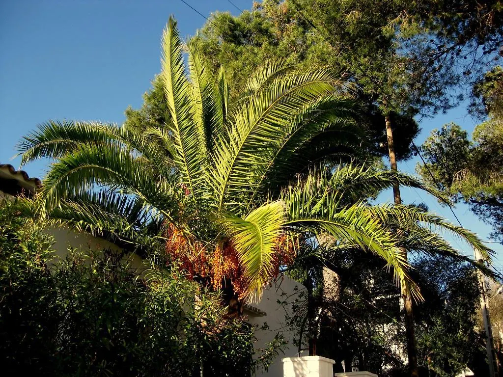 Pensión Hotel Casa Ceiba Maria Cala D´Or